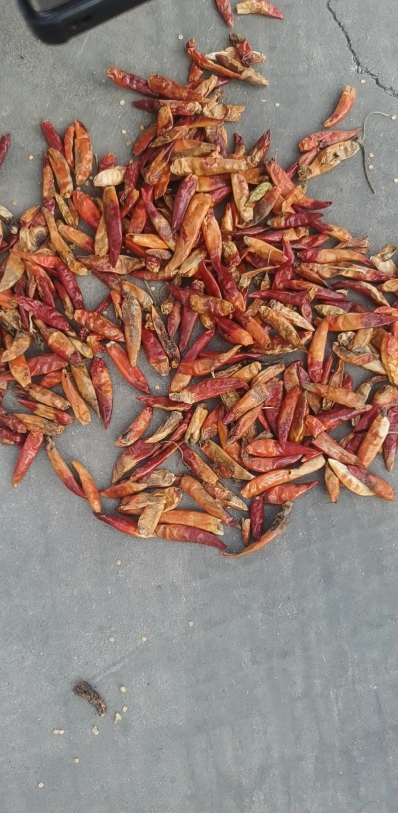 三英椒花皮，干度好，库内花皮库外都有货