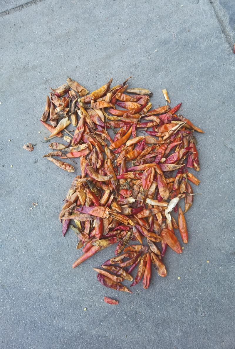 三英椒花皮，干度好，库内花皮库外都有货