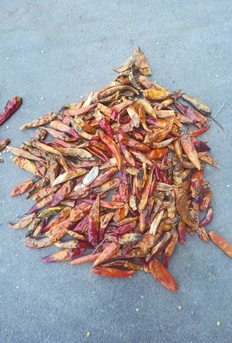 三英椒花皮，干度好，库内花皮库外都有货
