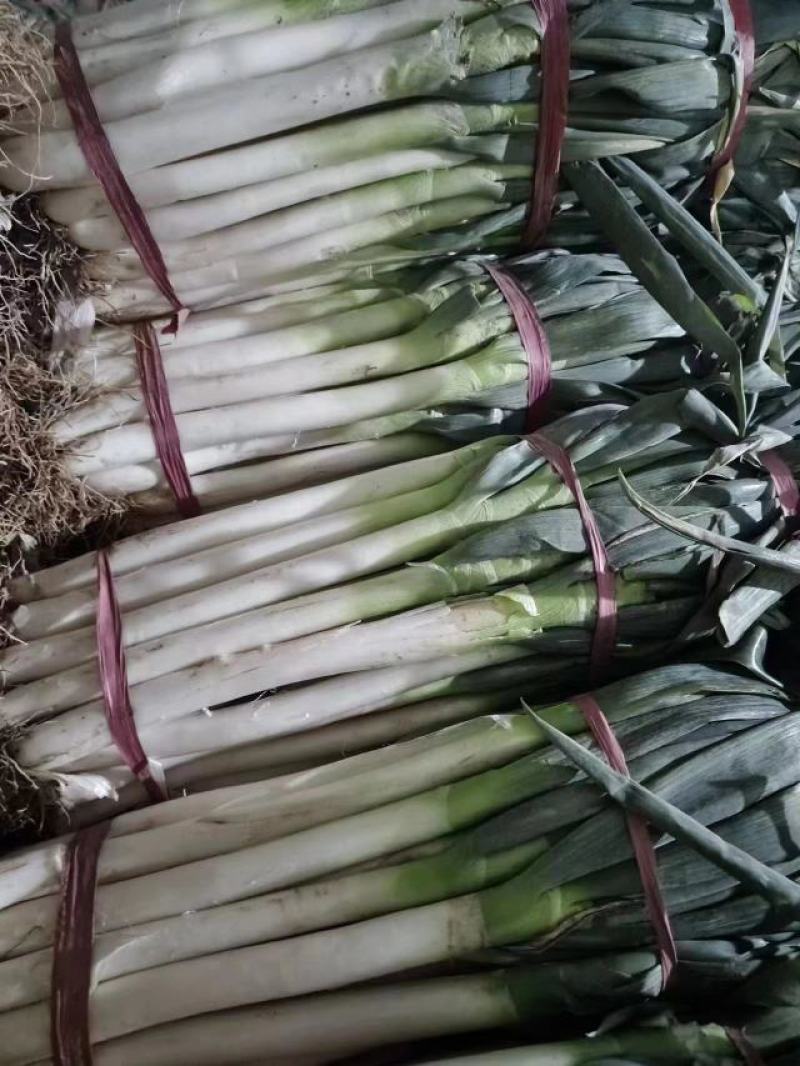 优质铁杆大葱大量发货