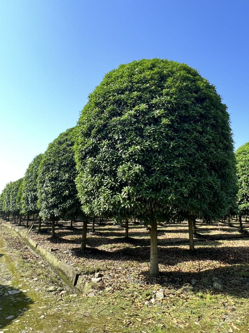 成都高杆桂花桂花树、桂花欢迎咨询实地考察采购