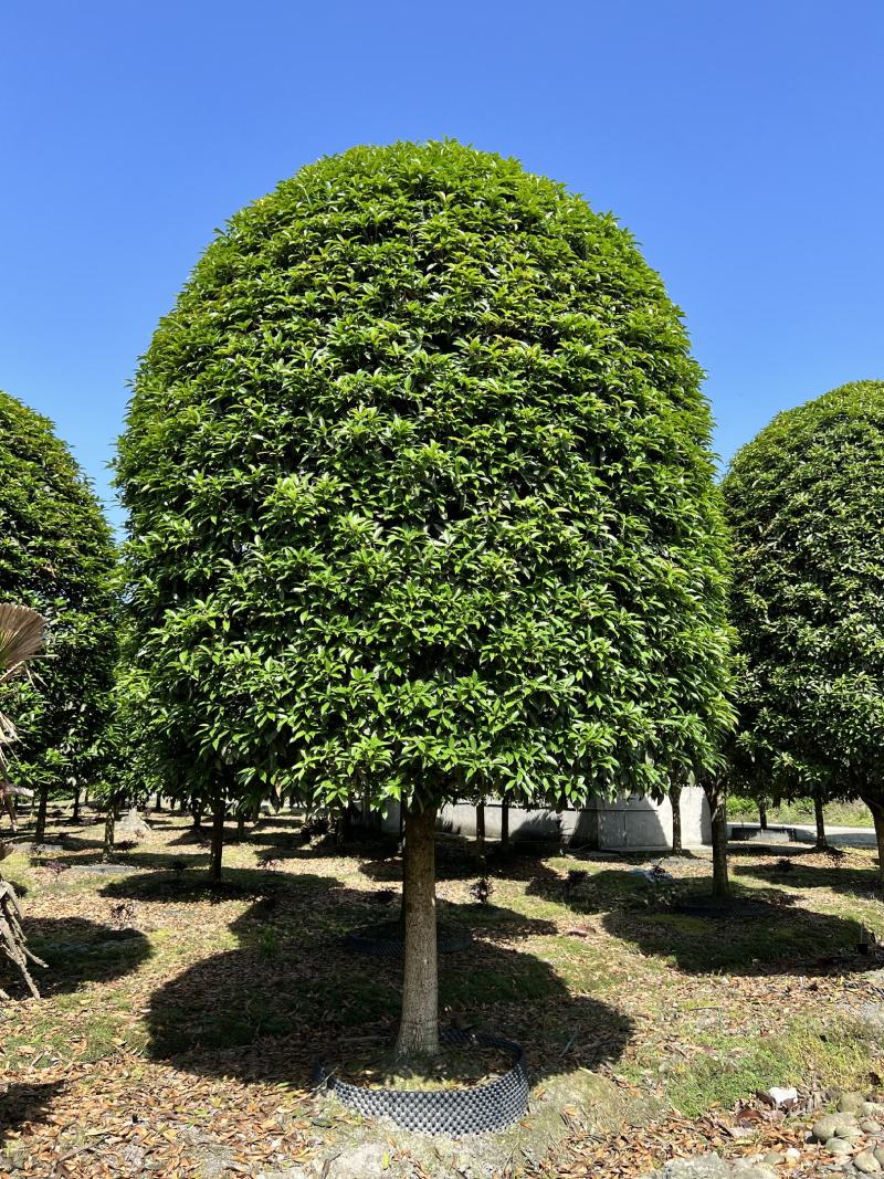成都高杆桂花桂花树、桂花欢迎咨询实地考察采购