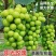 阳光玫瑰葡萄苗正宗嫁接苗5bb夏黑3309品种很多