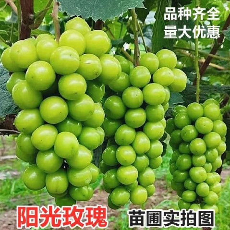 阳光玫瑰葡萄苗正宗嫁接苗5bb夏黑3309品种很多