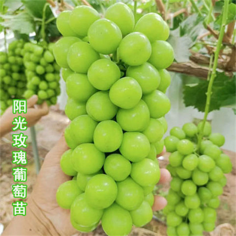 阳光玫瑰葡萄苗正宗嫁接苗5bb夏黑3309品种很多