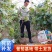 阳光玫瑰葡萄苗正宗嫁接苗5bb夏黑3309品种很多
