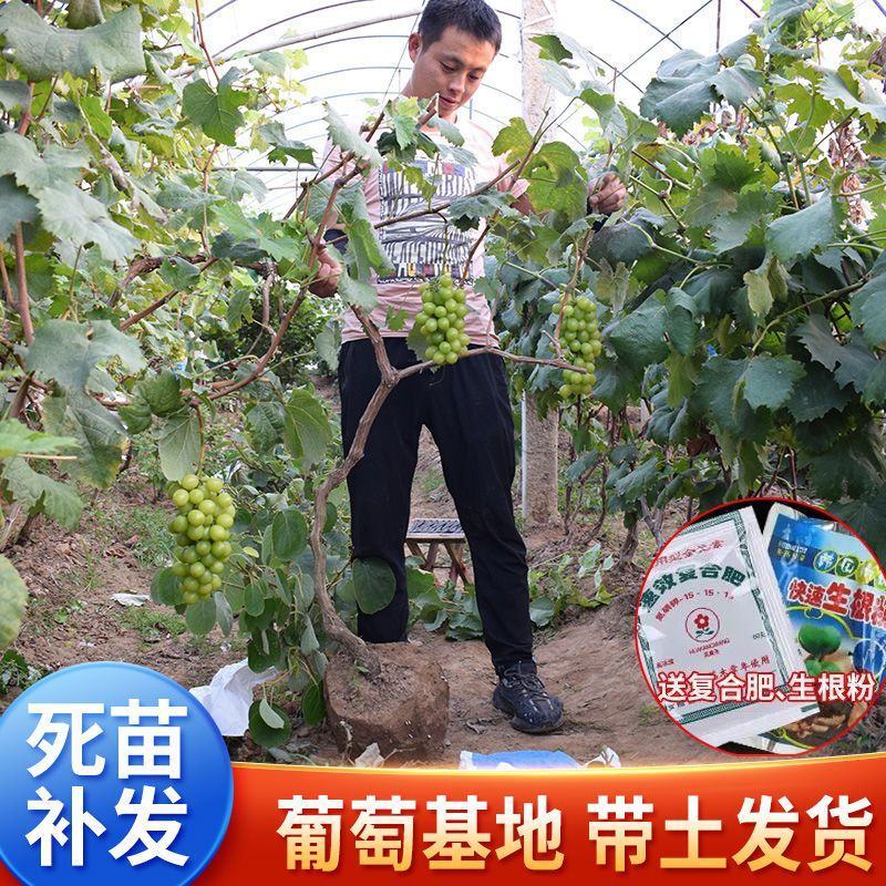 阳光玫瑰葡萄苗正宗嫁接苗5bb夏黑3309品种很多