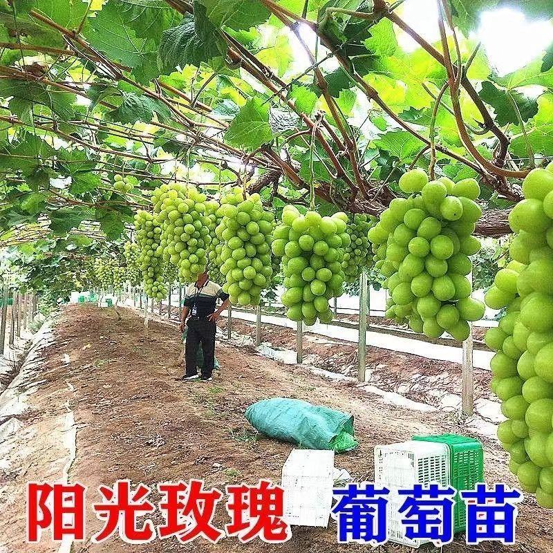 阳光玫瑰葡萄苗正宗嫁接苗5bb夏黑3309品种很多