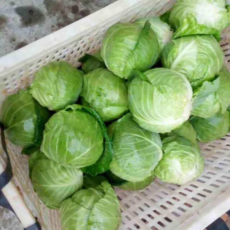 兰州圆包菜大量有货，每天数量无限，质量好，数量有保证