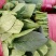 泰安精品大叶大棚菠菜