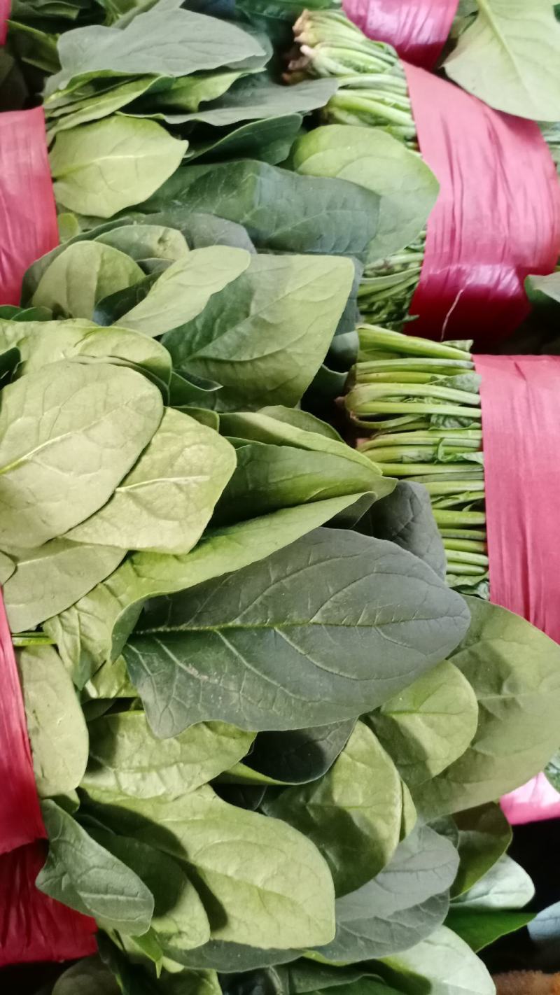 泰安精品大叶大棚菠菜