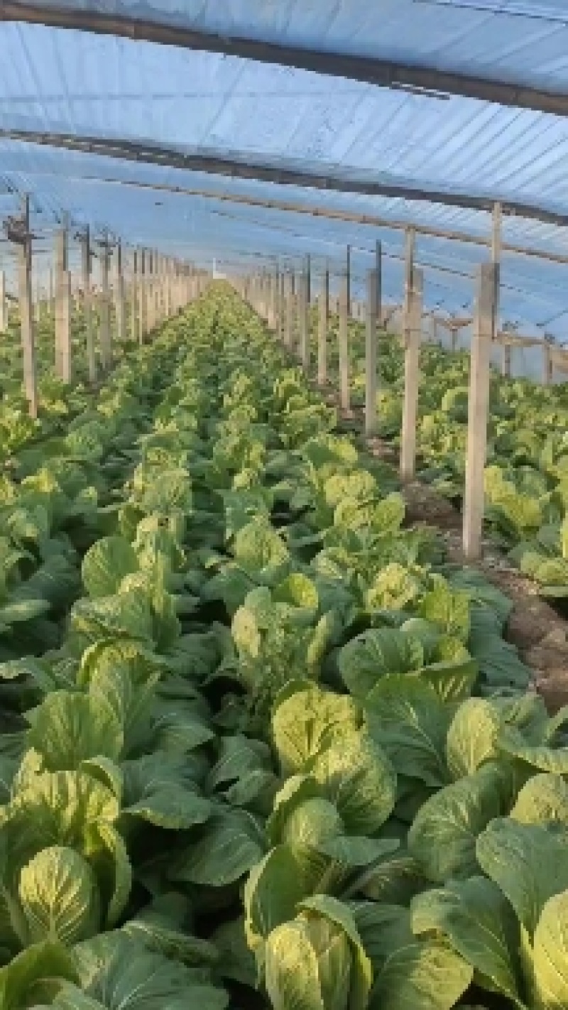 禹城市白菜甘蓝菜花大量现货