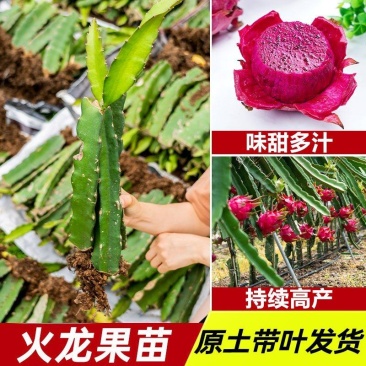 燕窝火龙果苗嫁接燕窝火龙果大红火龙果苗南北方庭院种植包邮