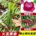 燕窝火龙果苗嫁接燕窝火龙果大红火龙果苗南北方庭院种植包邮