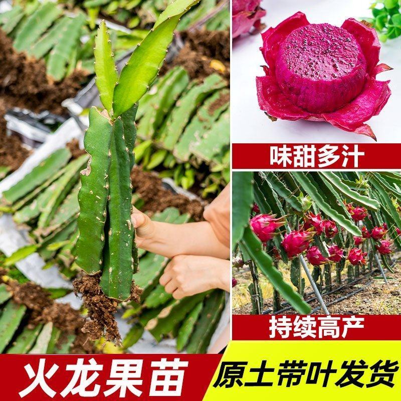 燕窝火龙果苗嫁接燕窝火龙果大红火龙果苗南北方庭院种植包邮