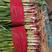 红根蒜苗45~50cm杆长叶绿，脆嫩可口，欢迎进店联系
