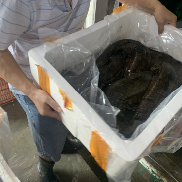 养殖场自供，价格美丽，欢迎咨询
