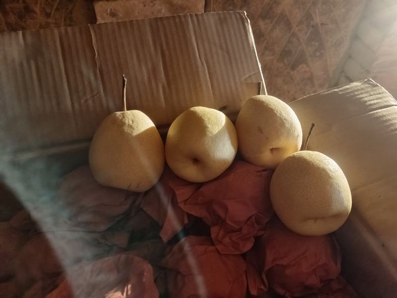酥梨大量上市要的速度