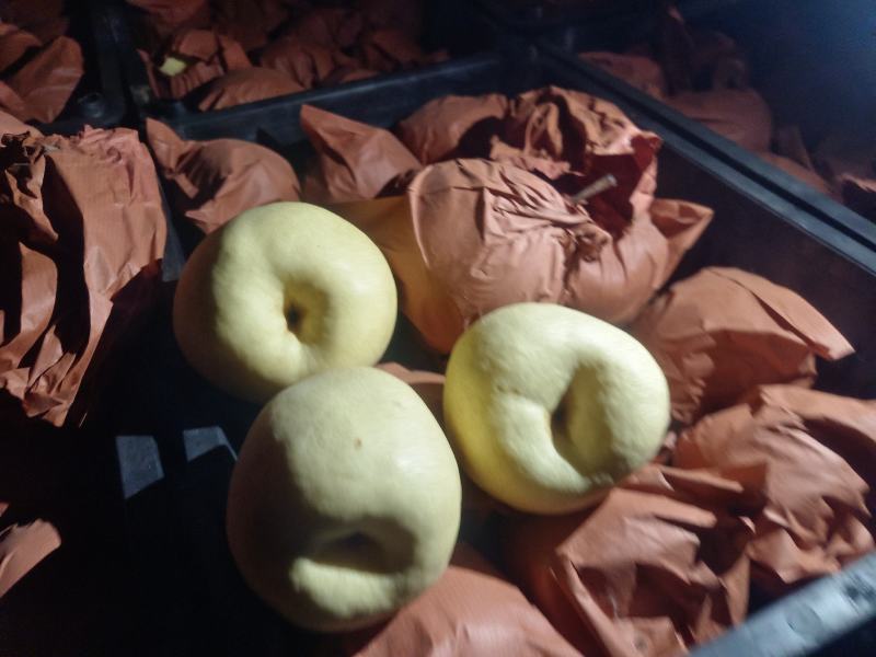 酥梨大量上市要的速度