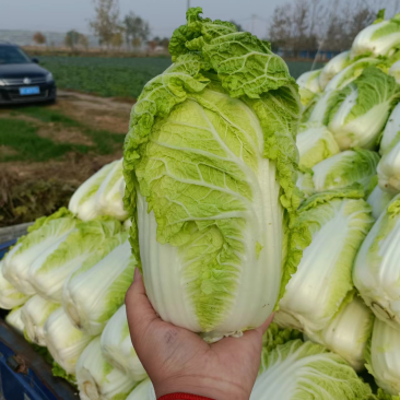 精品娃娃菜徐州娃娃菜各种规格品质保证