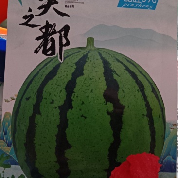 美都西瓜品种大美之都