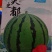 美都西瓜品种大美之都