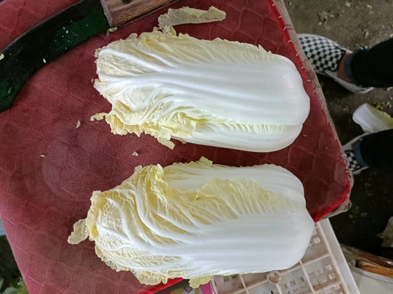 精品娃娃菜徐州娃娃菜各种规格品质保证