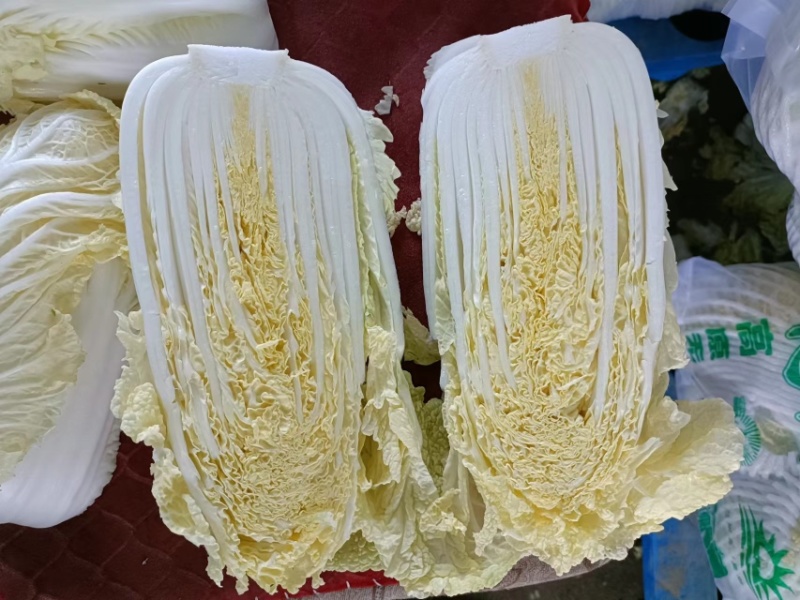 精品娃娃菜徐州娃娃菜各种规格品质保证