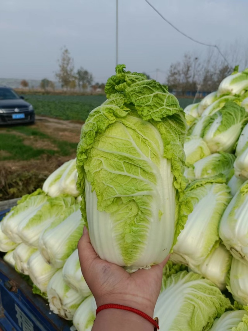 精品娃娃菜徐州娃娃菜各种规格品质保证