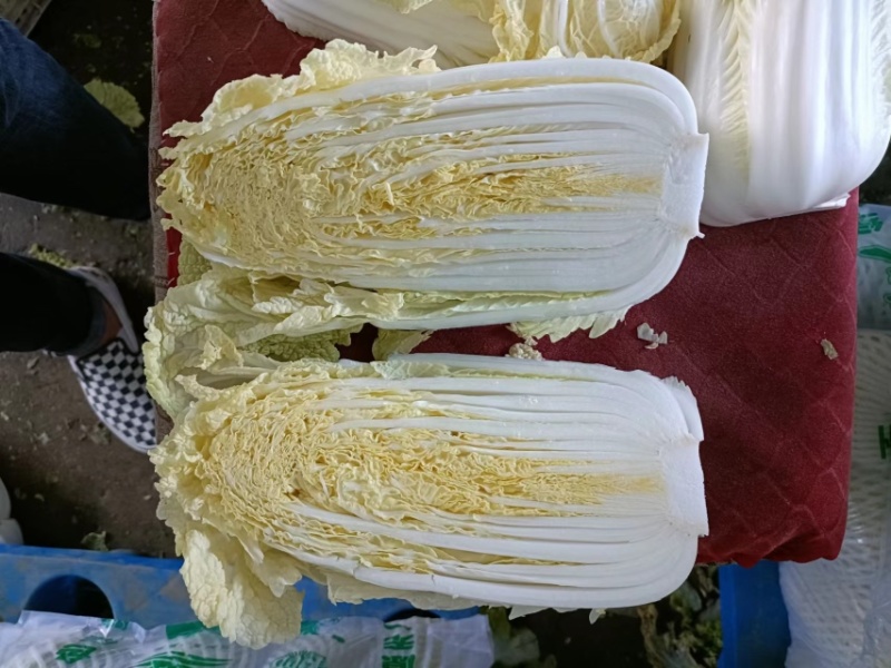 精品娃娃菜徐州娃娃菜各种规格品质保证
