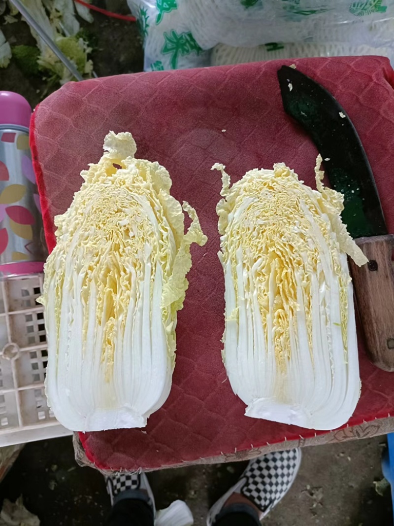精品娃娃菜徐州娃娃菜各种规格品质保证