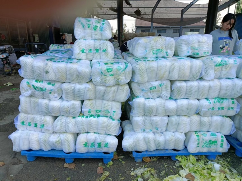 精品娃娃菜徐州娃娃菜各种规格品质保证