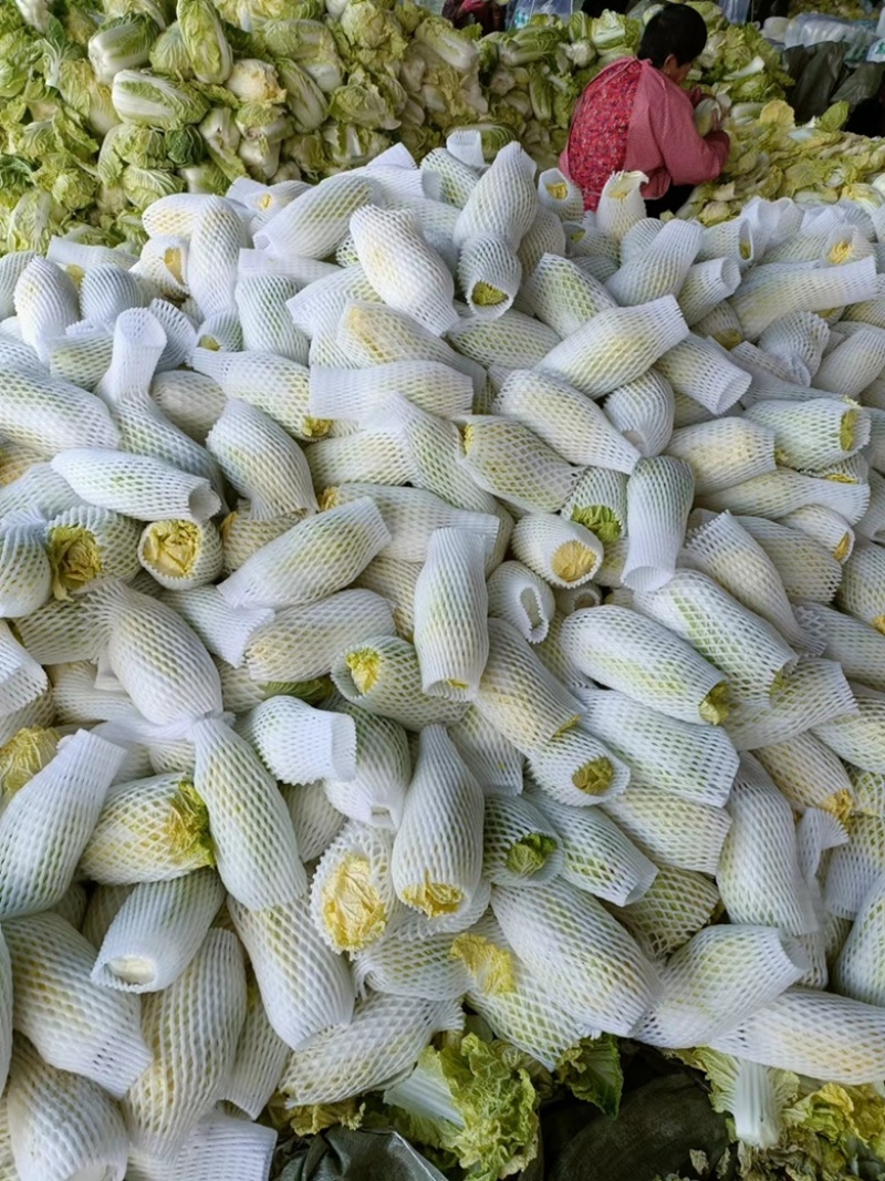 精品娃娃菜徐州娃娃菜各种规格品质保证