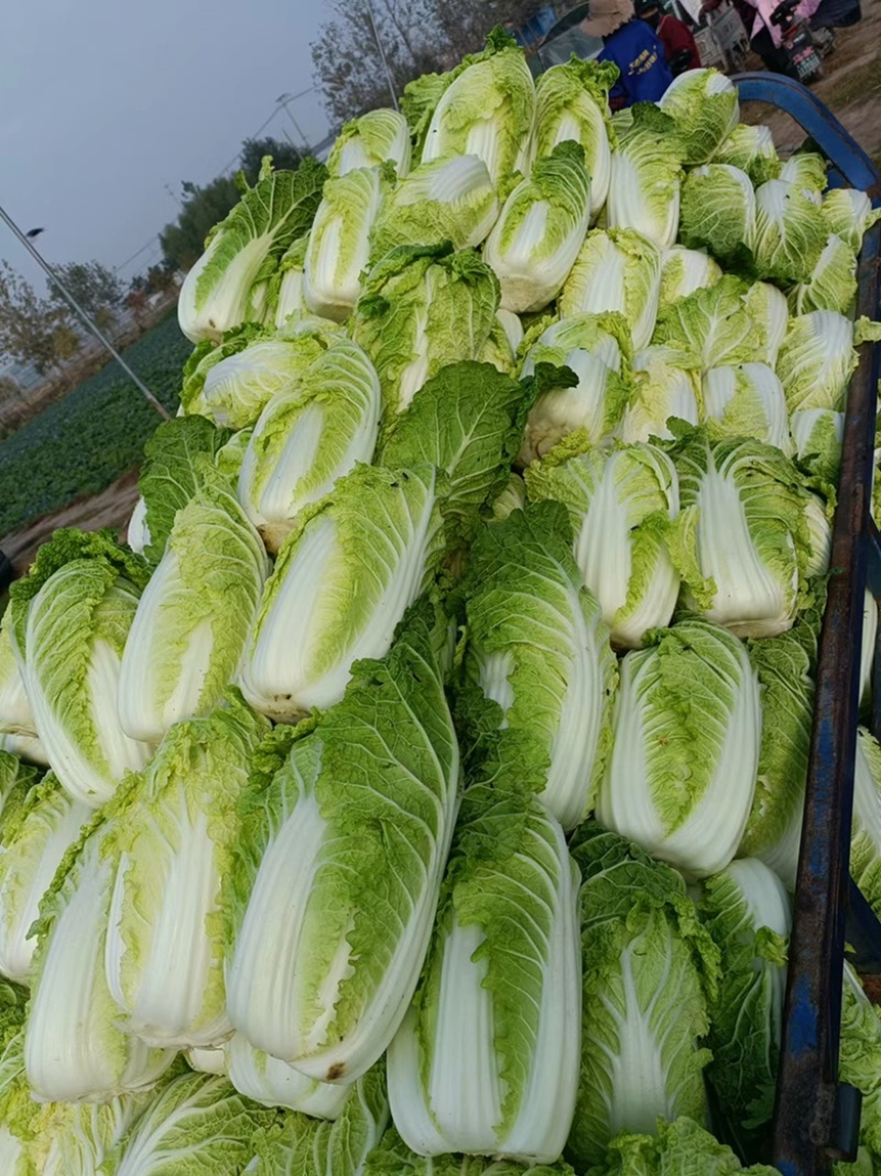 精品娃娃菜徐州娃娃菜各种规格品质保证