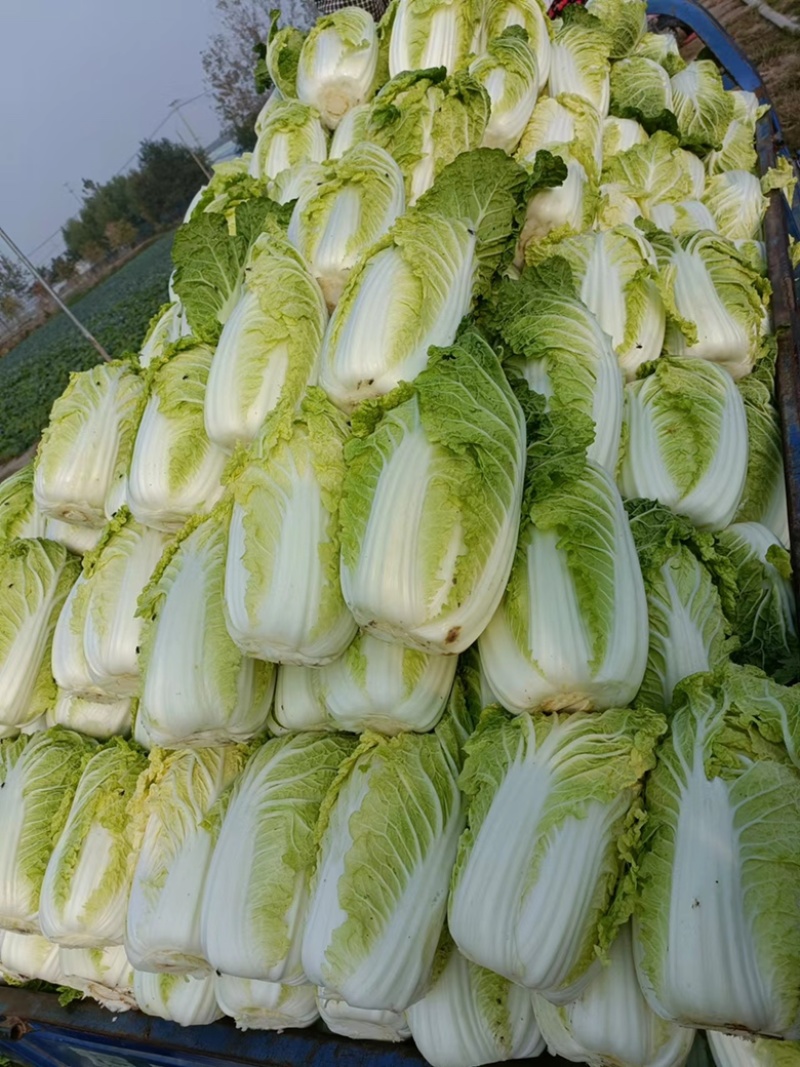 精品娃娃菜徐州娃娃菜各种规格品质保证