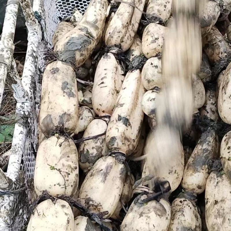 【莲藕】湖北鄂莲6号莲藕产地出售中，量大从优，欢迎选购