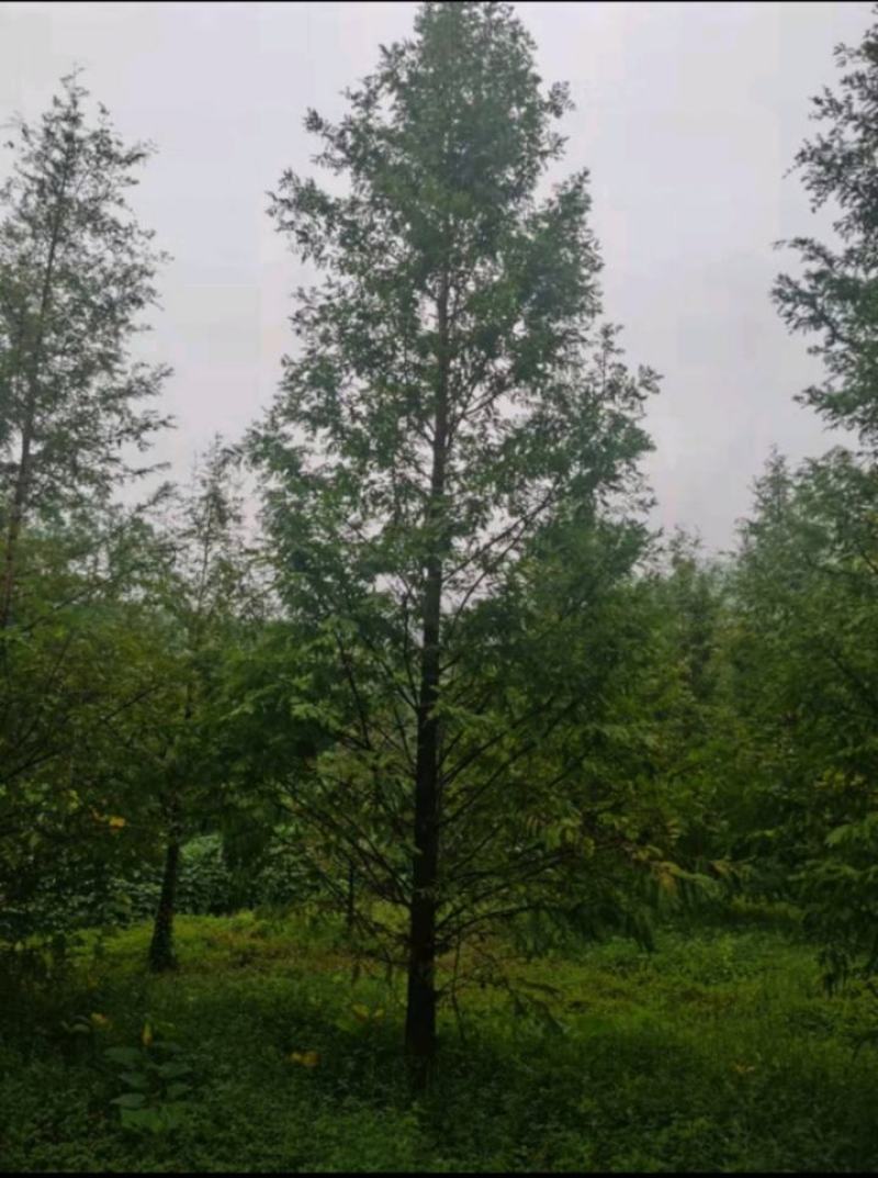 成都水杉落雨杉价格优势质量把控欢迎咨询实地考察