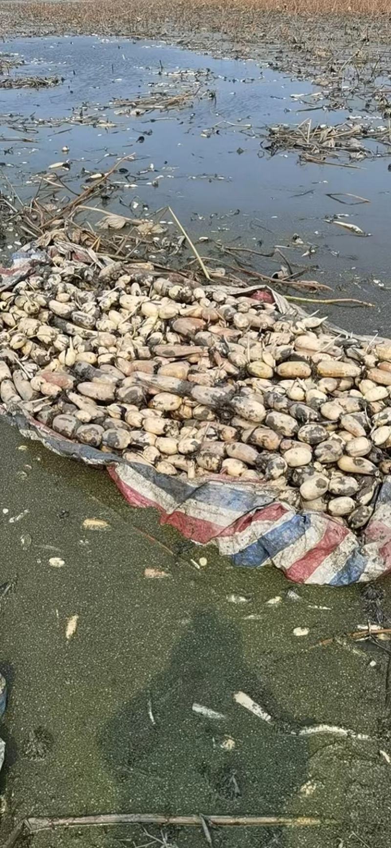 【莲藕】湖北鄂莲6号莲藕产地出售中，量大从优，欢迎选购