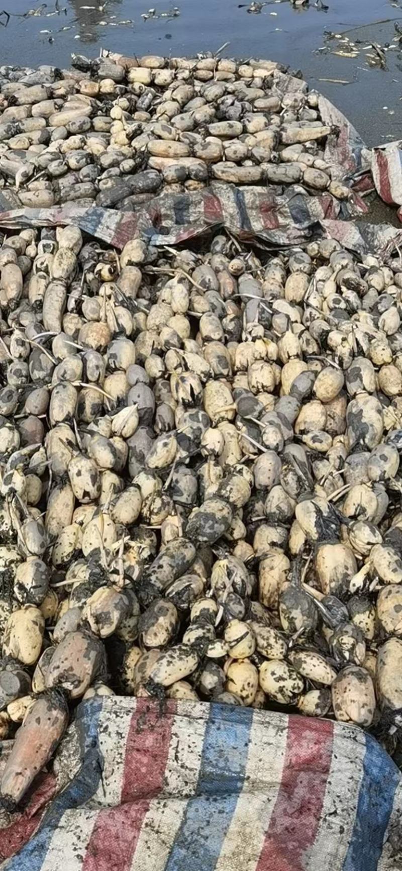 【莲藕】湖北鄂莲6号莲藕产地出售中，量大从优，欢迎选购