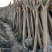大量批发12-18公分偿苗占地紫薇，拆迁征地赔