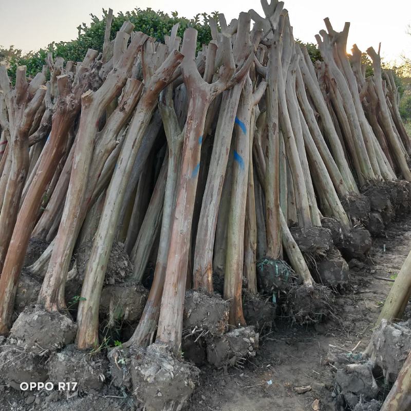 大量批发12-18公分偿苗占地紫薇，拆迁征地赔