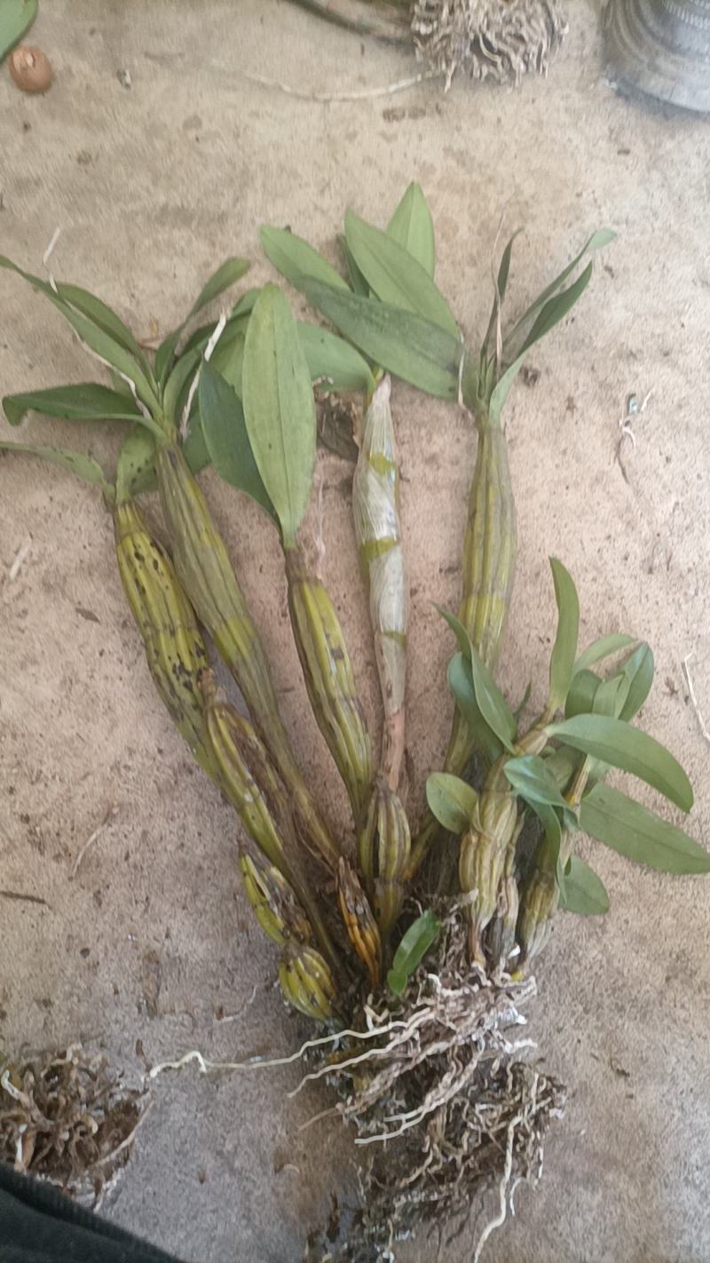 野生石斛球花观赏花之一，