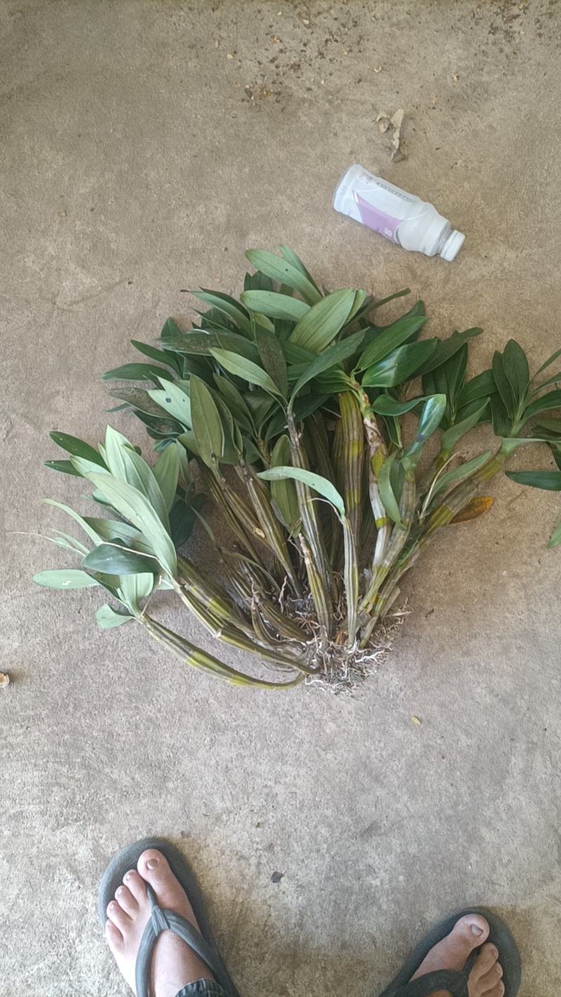 野生石斛球花观赏花之一，