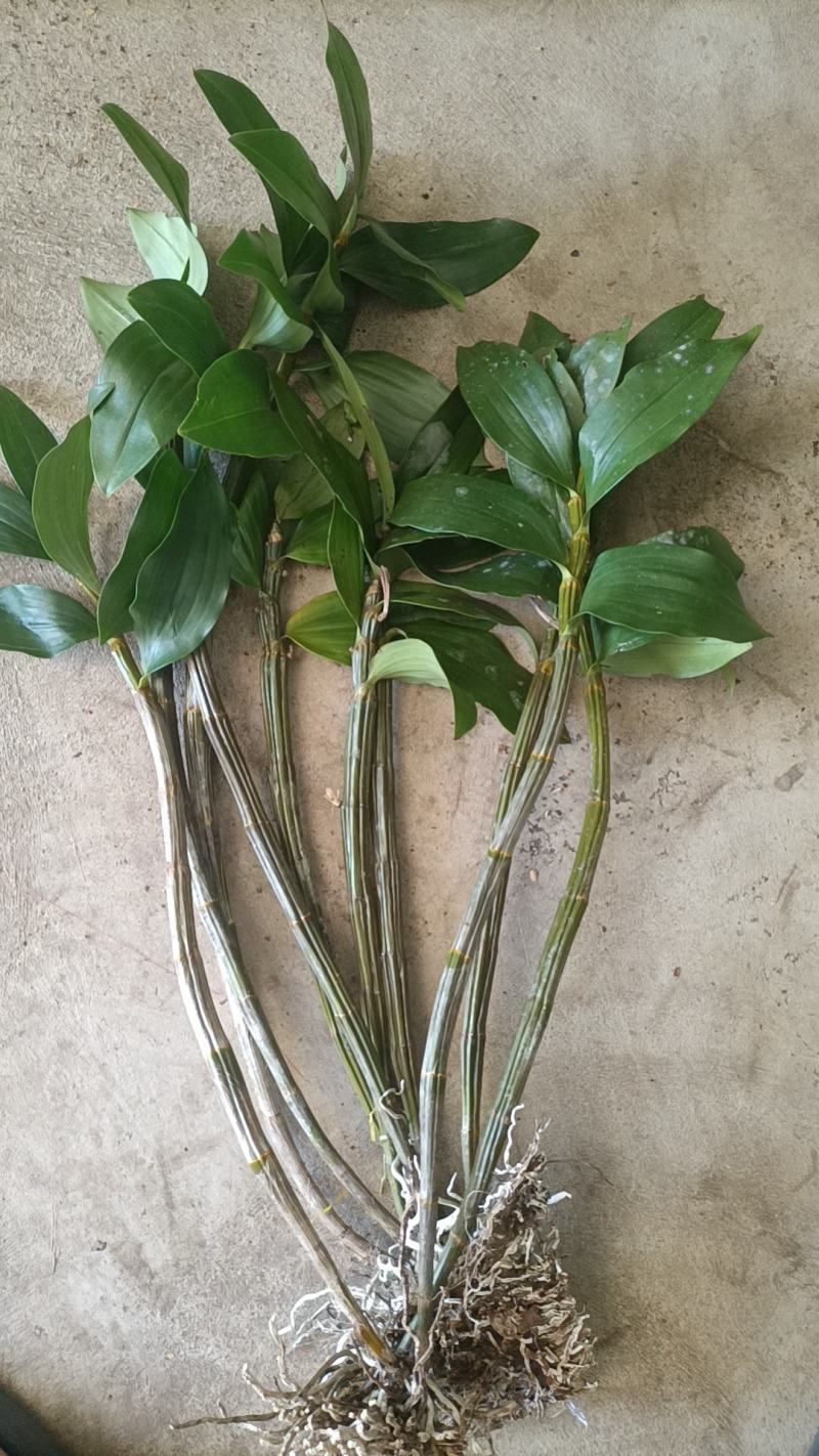 野生石斛球花观赏花之一，
