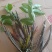 野生石斛球花观赏花之一，
