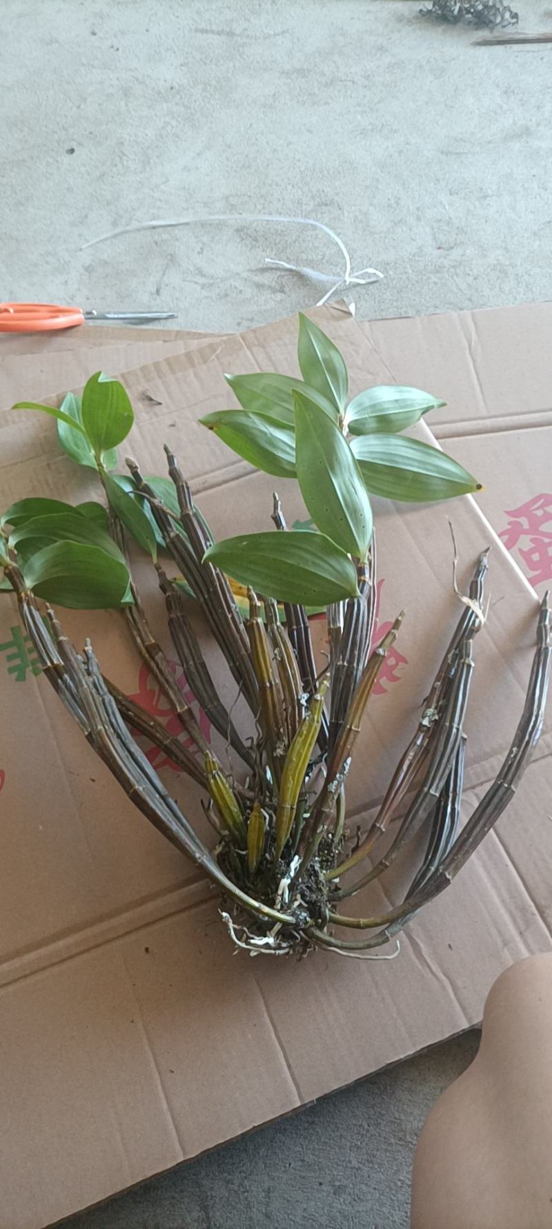野生石斛球花观赏花之一，