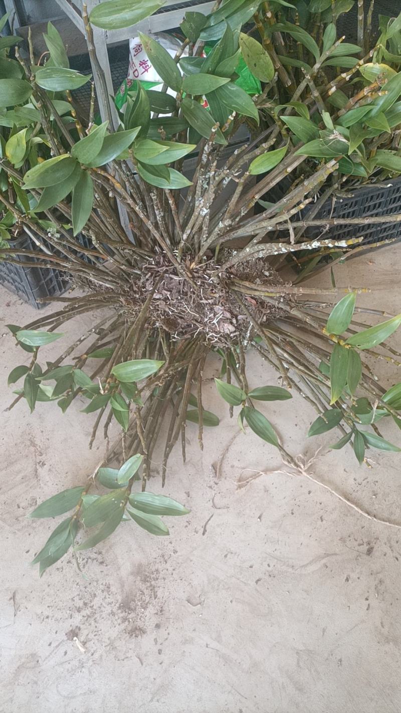 野生石斛球花观赏花之一，