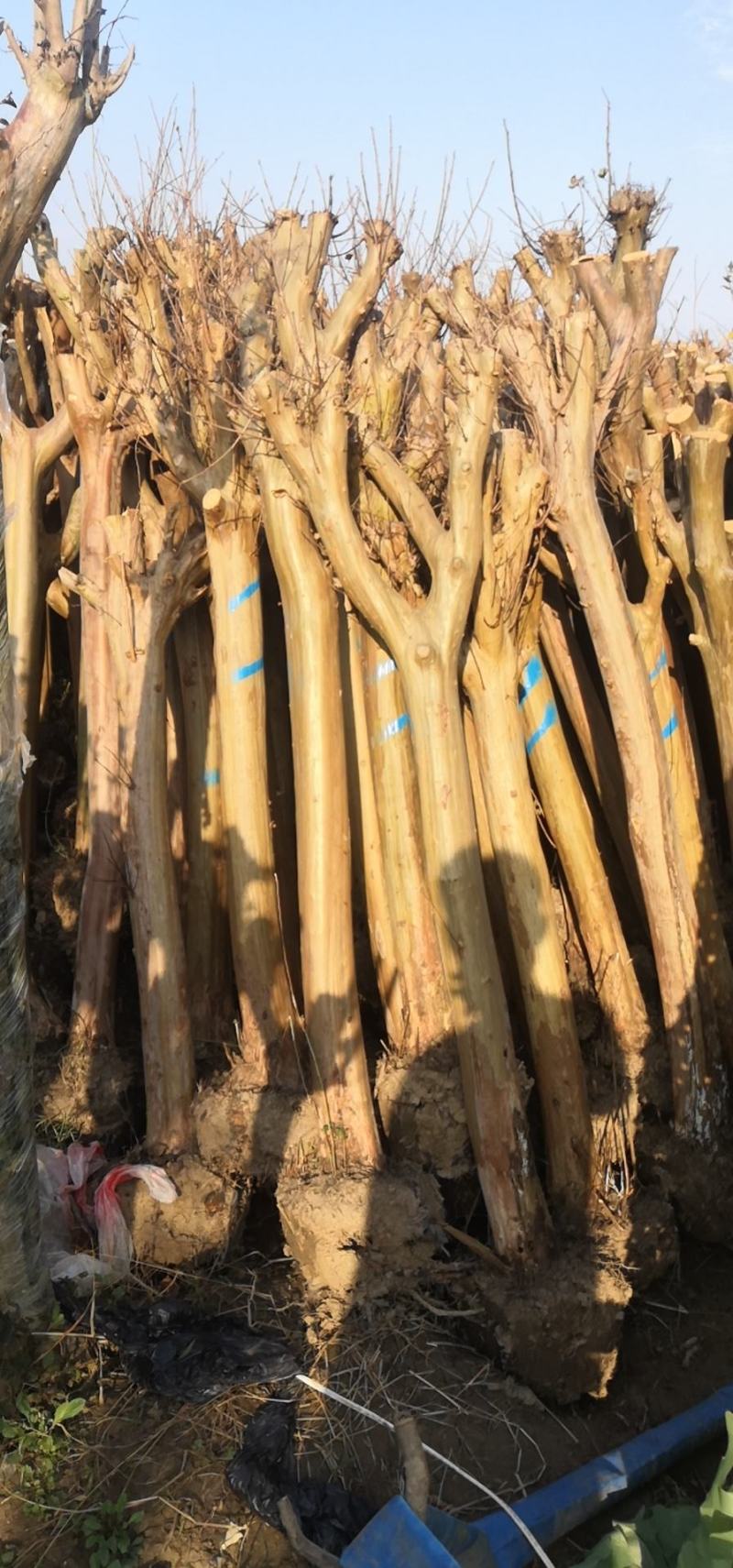 大量批发12-18公分偿苗占地紫薇，拆迁征地赔
