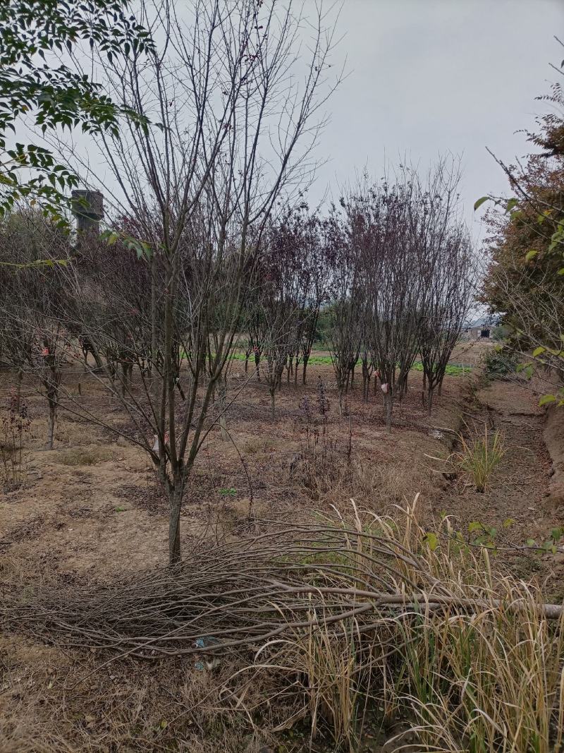 红叶李