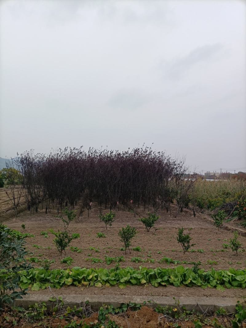 红叶李